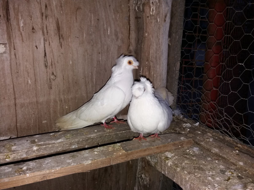  - porumbei de vanzare martie 2017