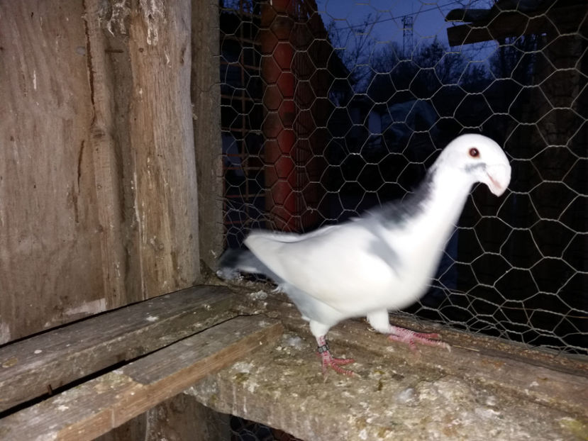  - porumbei de vanzare martie 2017