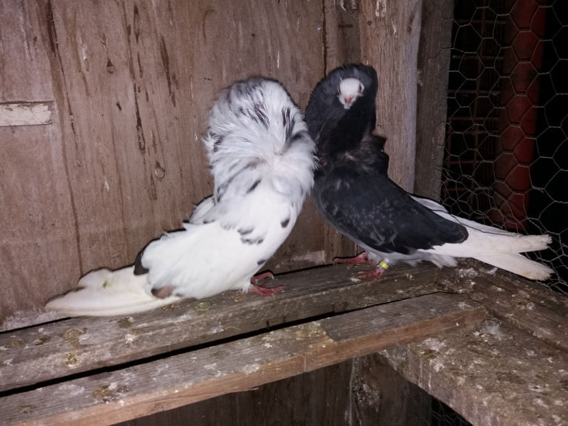  - porumbei de vanzare martie 2017