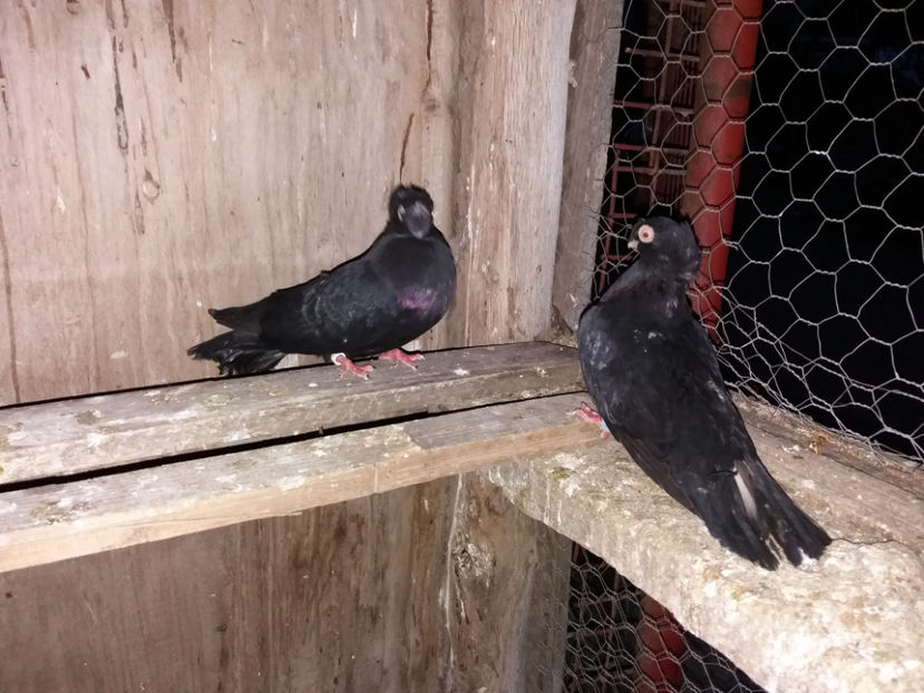  - porumbei de vanzare martie 2017