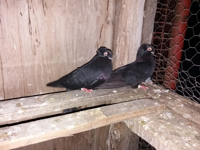  - porumbei de vanzare martie 2017