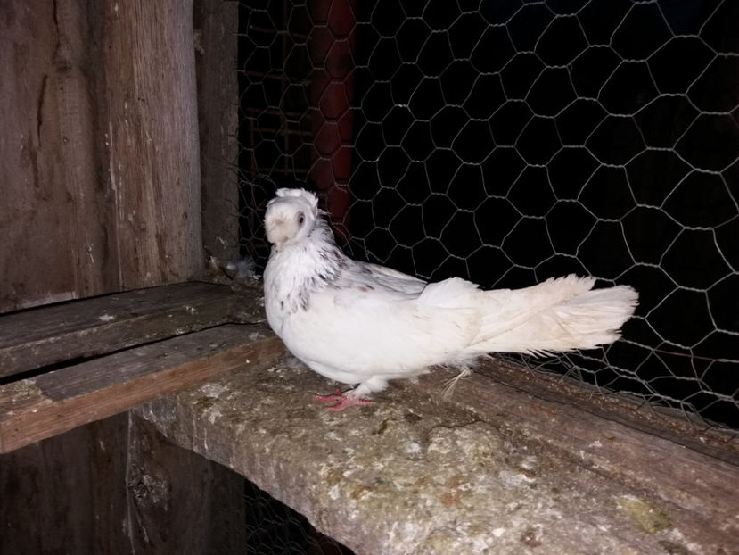  - porumbei de vanzare martie 2017