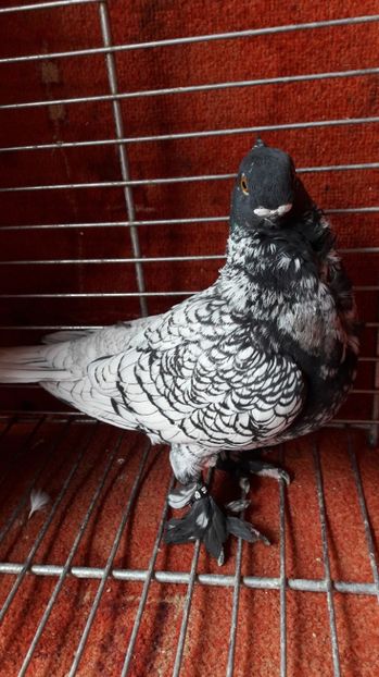  - Porumbei blondineti