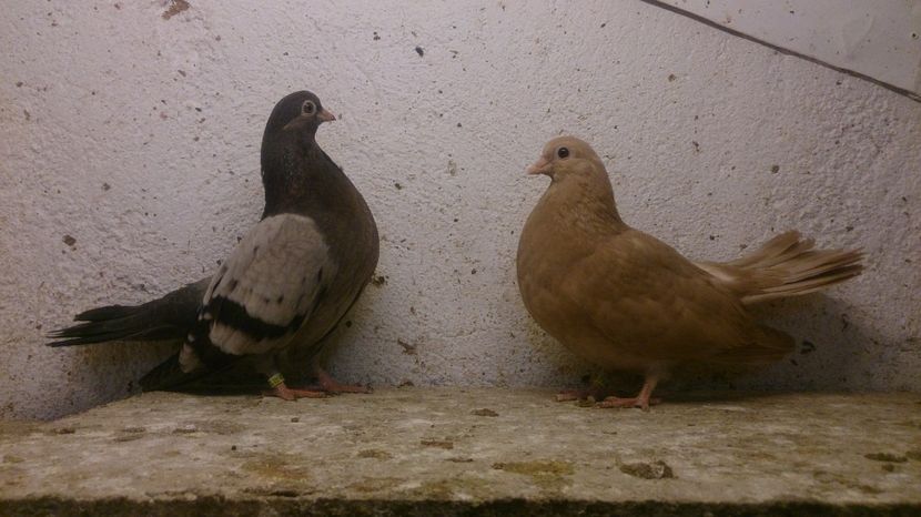  - Tineret Panduri 2016