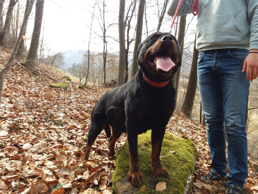 1 an si 10 luni - Bella Rottweiler