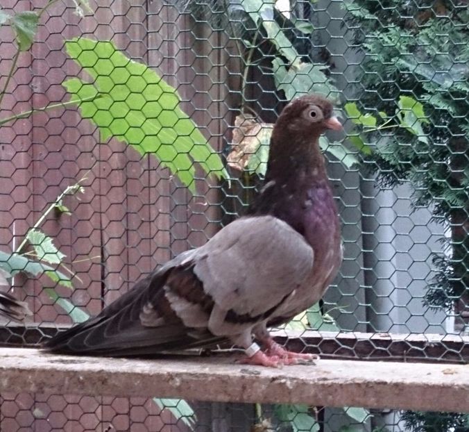  - Tineret Plumburii 2015