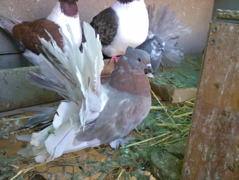 Masc.Volt.Indian 2016 - Porumbei vanduti