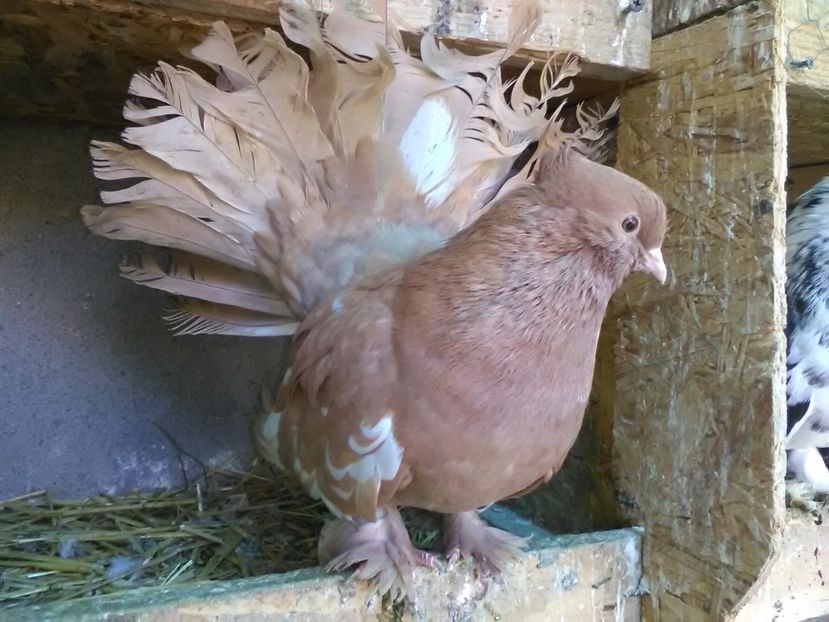 Masc.2016 - Voltati indieni