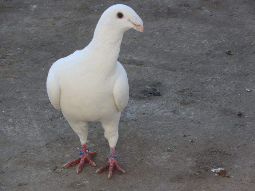  - 11 - voiajori simi