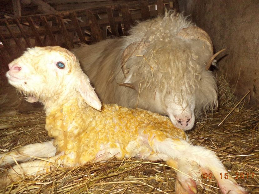  - Productia De Miei 2017