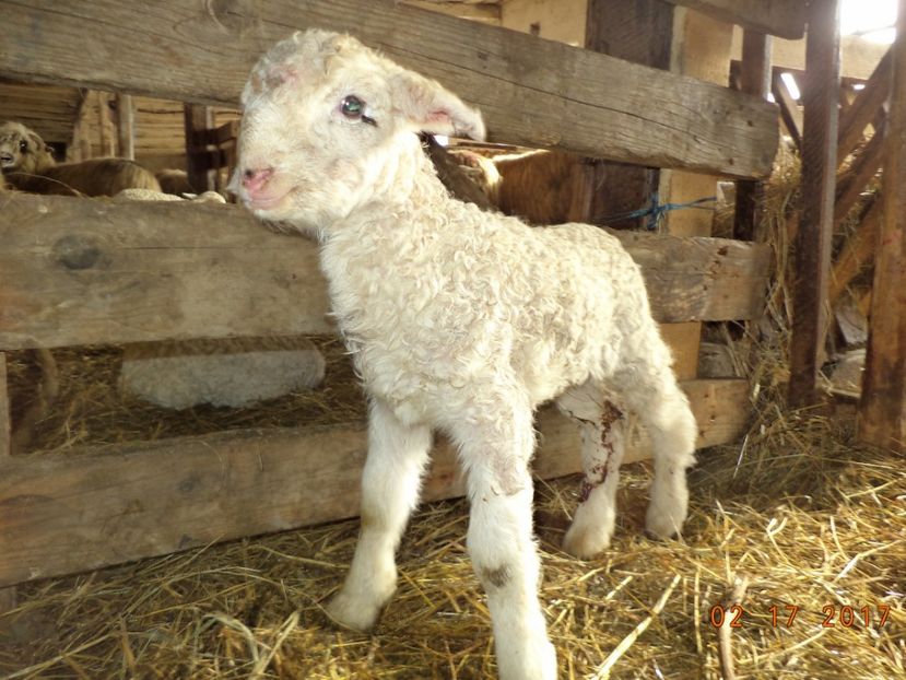  - Productia De Miei 2017