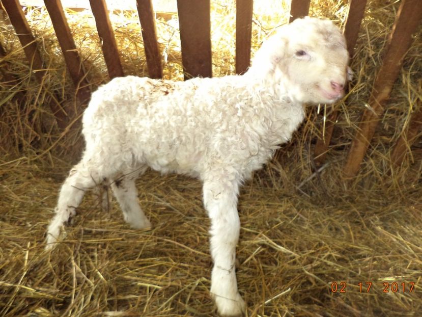  - Productia De Miei 2017