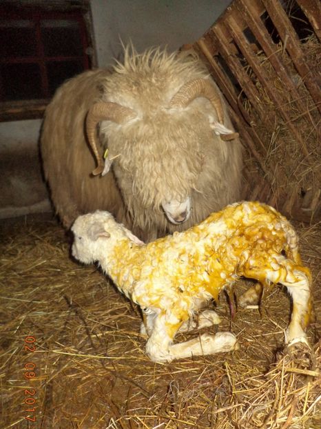  - Productia De Miei 2017