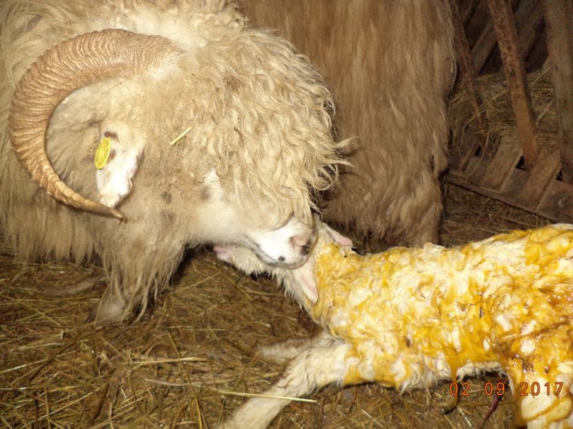  - Productia De Miei 2017