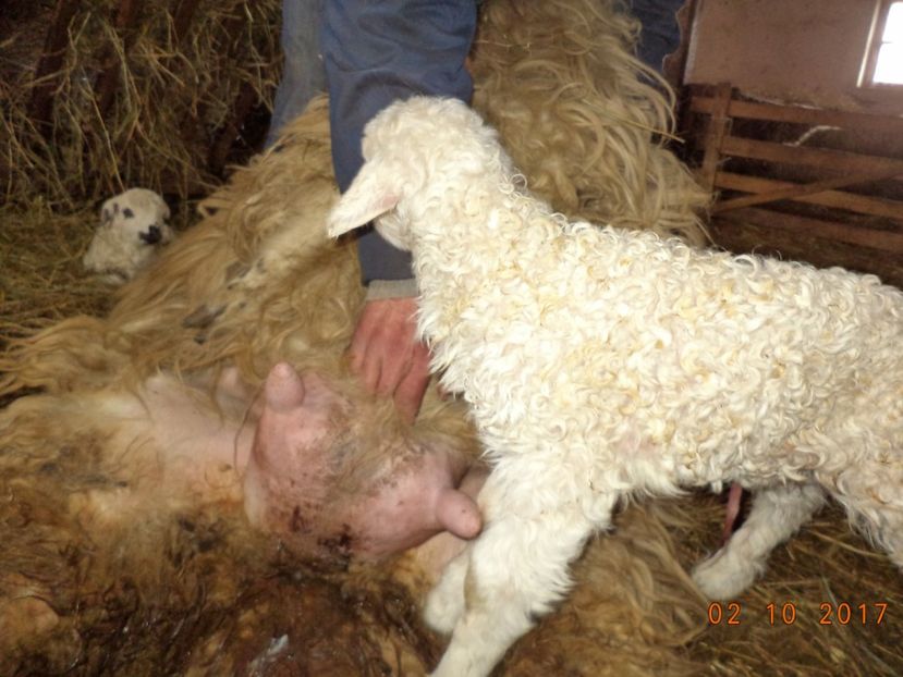  - Productia De Miei 2017