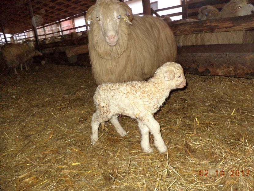  - Productia De Miei 2017