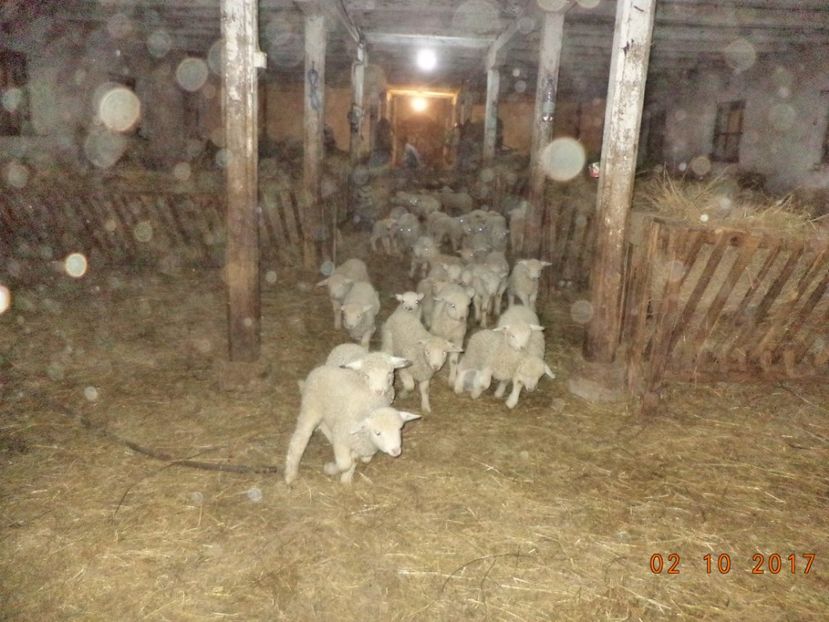  - Productia De Miei 2017