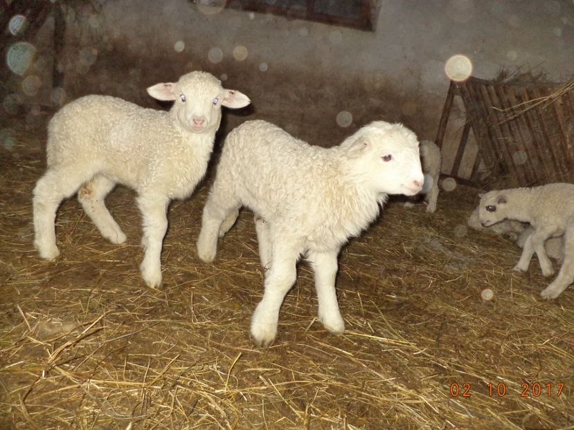  - Productia De Miei 2017