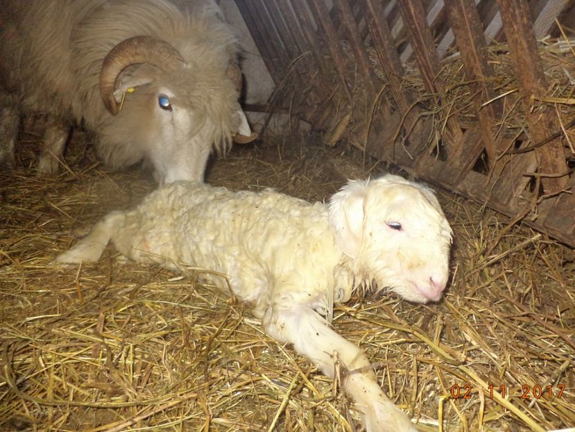  - Productia De Miei 2017