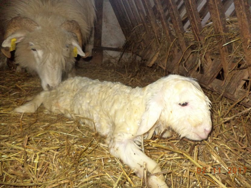  - Productia De Miei 2017