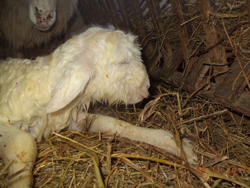  - Productia De Miei 2017