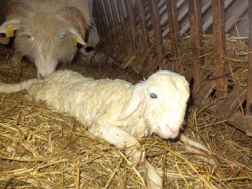  - Productia De Miei 2017