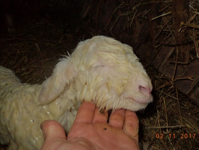  - Productia De Miei 2017