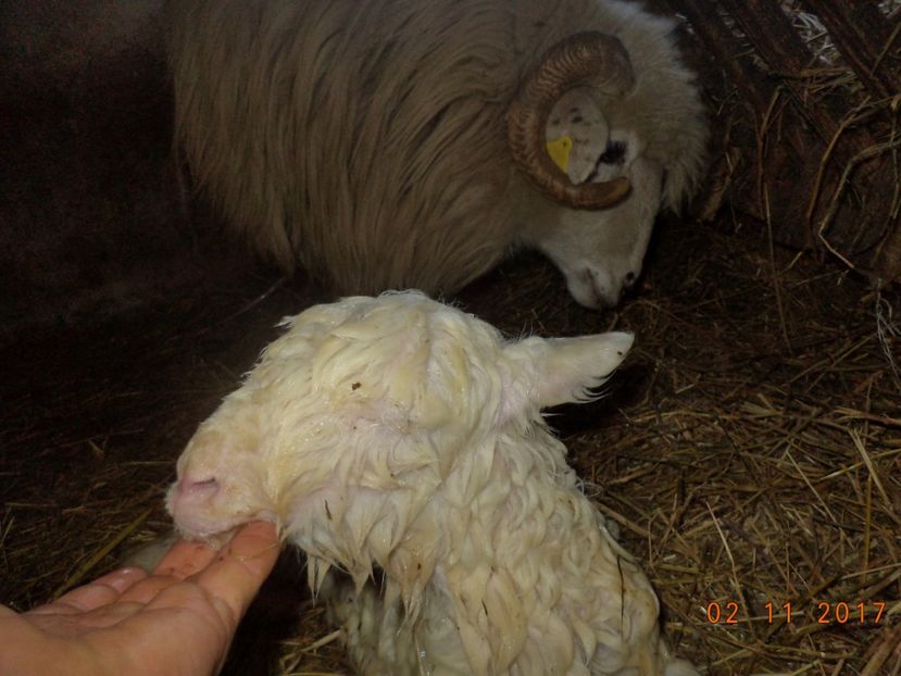  - Productia De Miei 2017