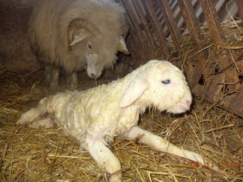  - Productia De Miei 2017