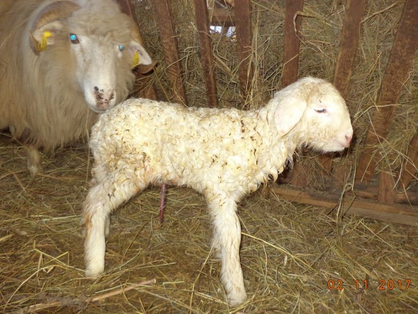  - Productia De Miei 2017