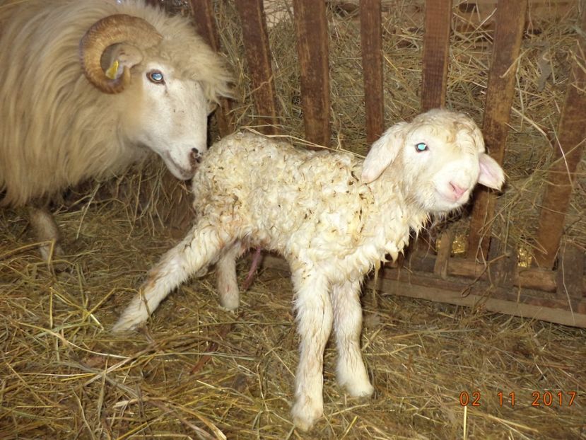  - Productia De Miei 2017