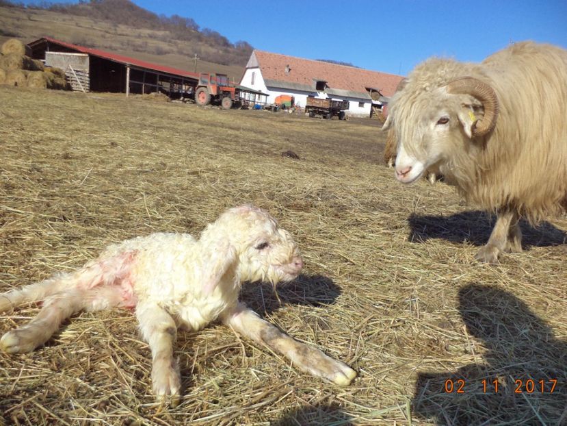  - Productia De Miei 2017