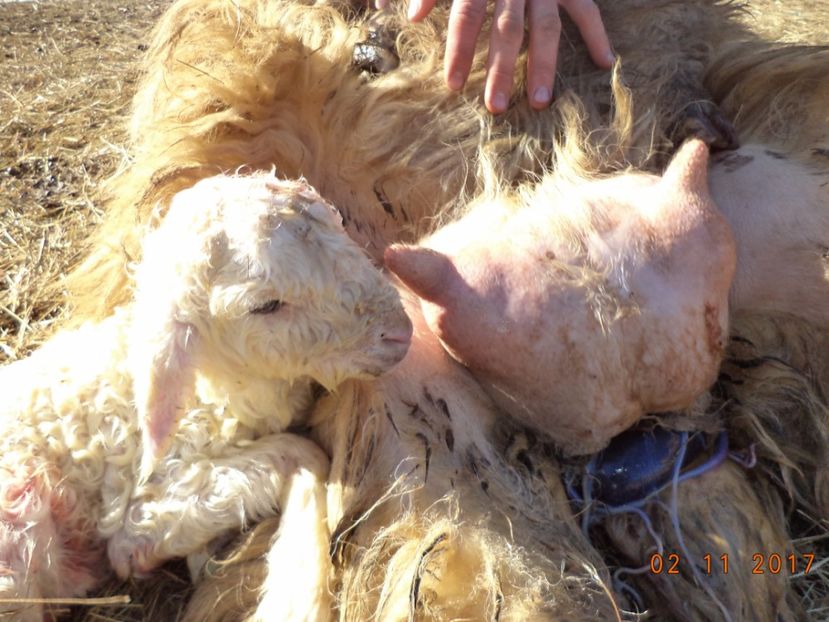  - Productia De Miei 2017