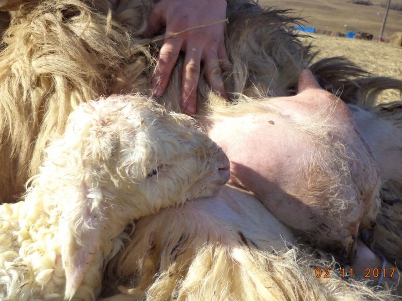  - Productia De Miei 2017