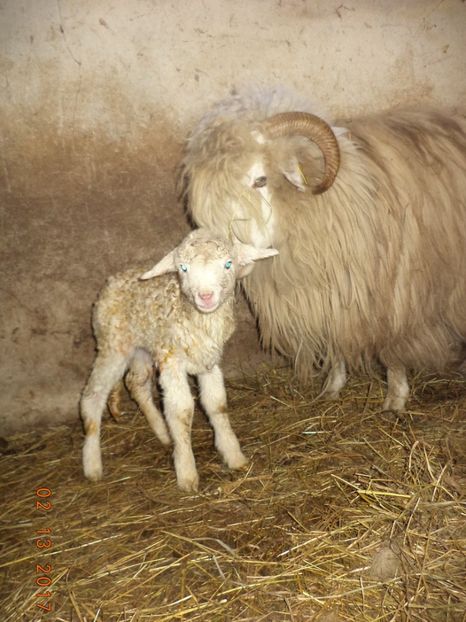  - Productia De Miei 2017