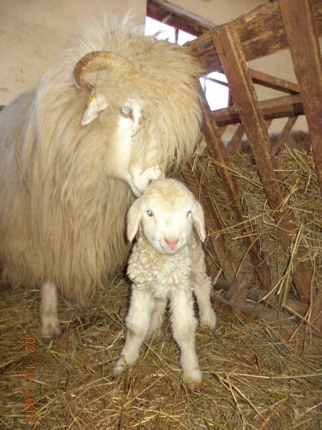  - Productia De Miei 2017