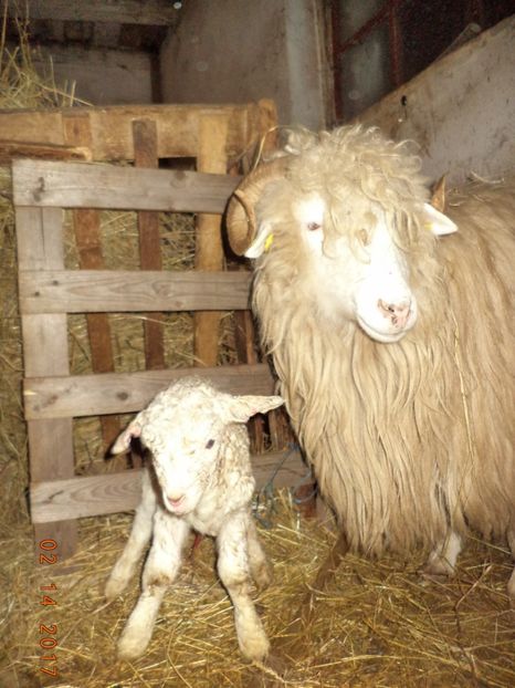  - Productia De Miei 2017