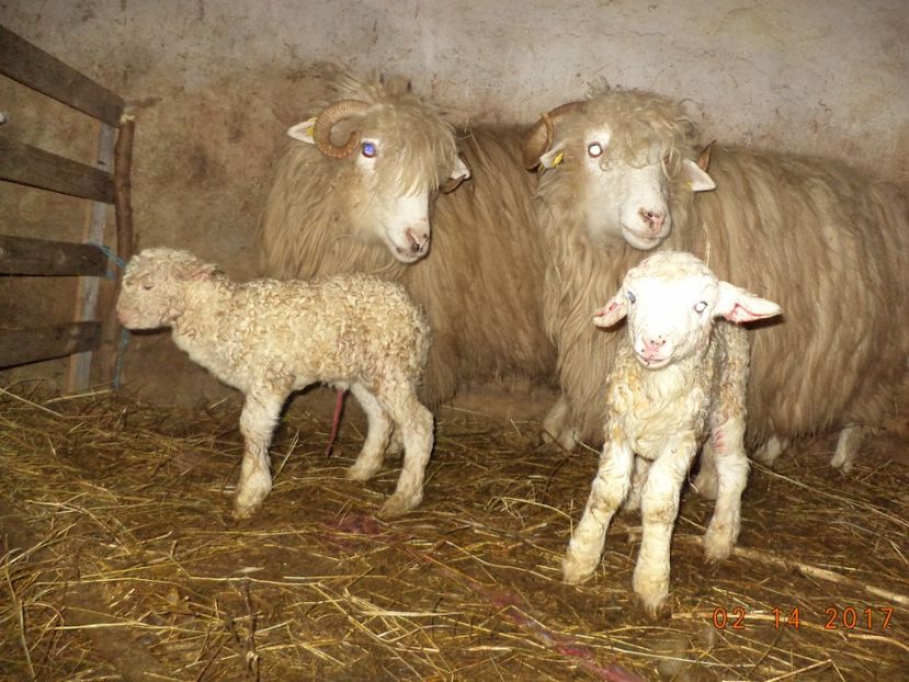  - Productia De Miei 2017