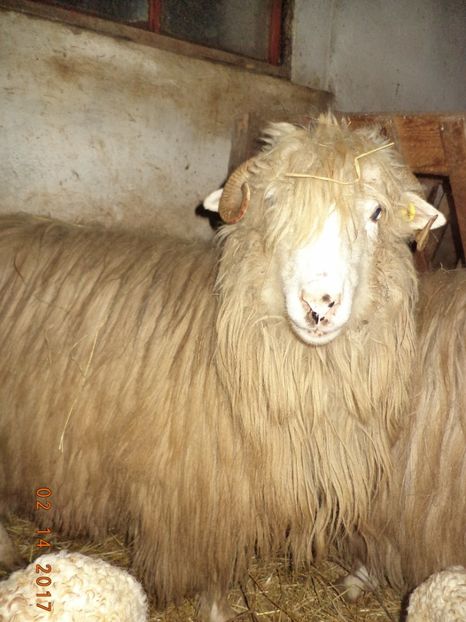  - Productia De Miei 2017