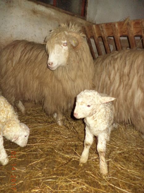  - Productia De Miei 2017