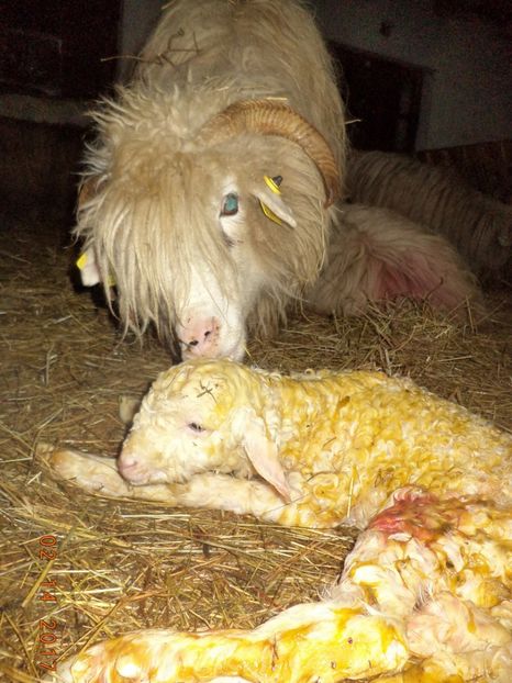  - Productia De Miei 2017