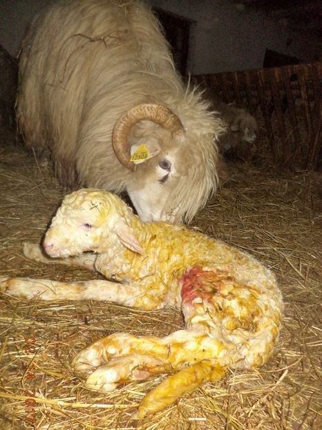  - Productia De Miei 2017