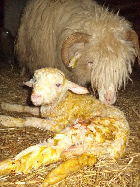  - Productia De Miei 2017