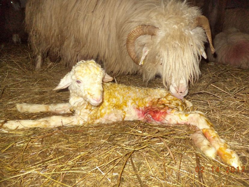  - Productia De Miei 2017