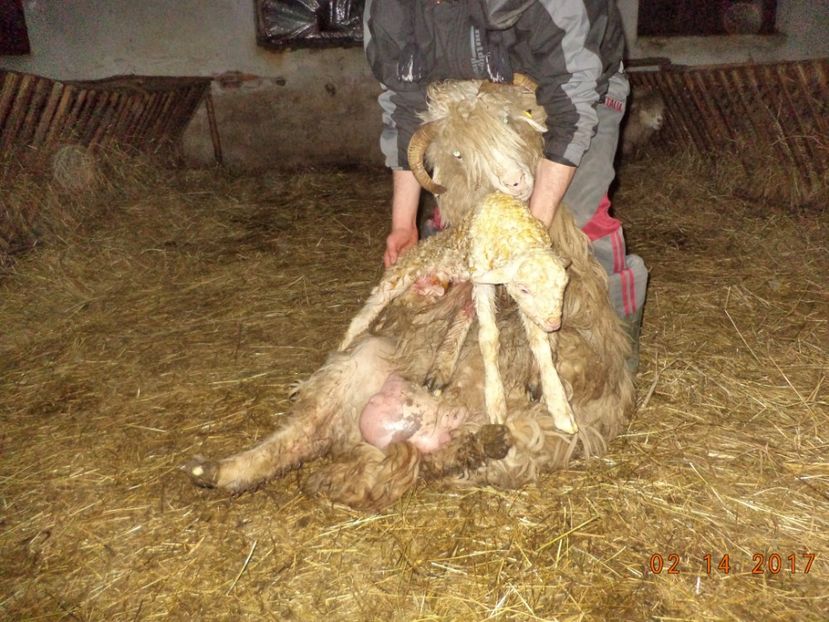  - Productia De Miei 2017