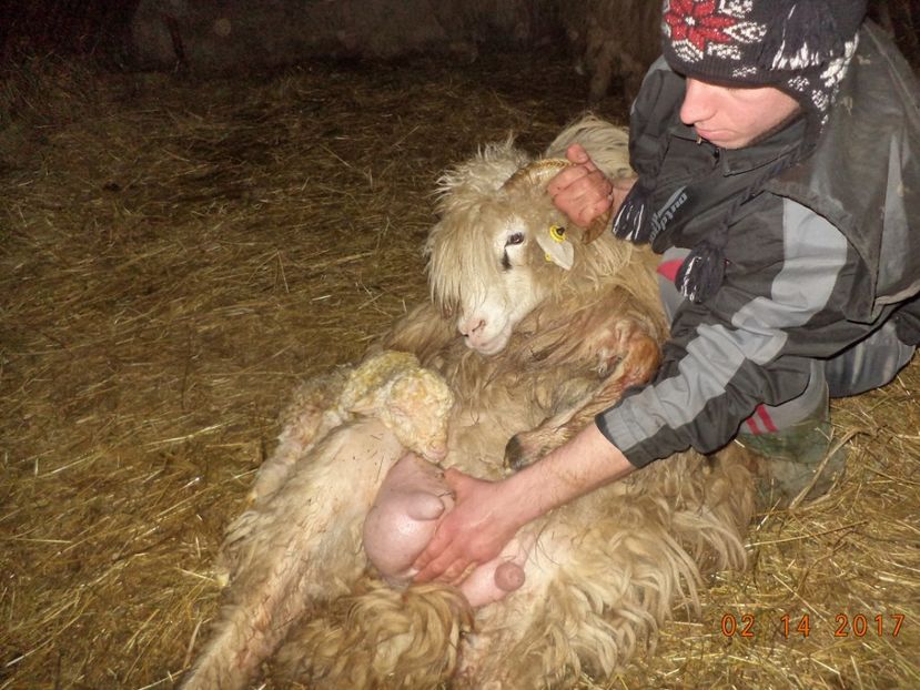  - Productia De Miei 2017