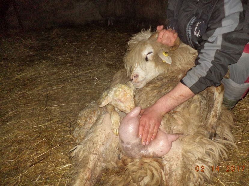  - Productia De Miei 2017