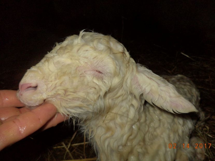  - Productia De Miei 2017