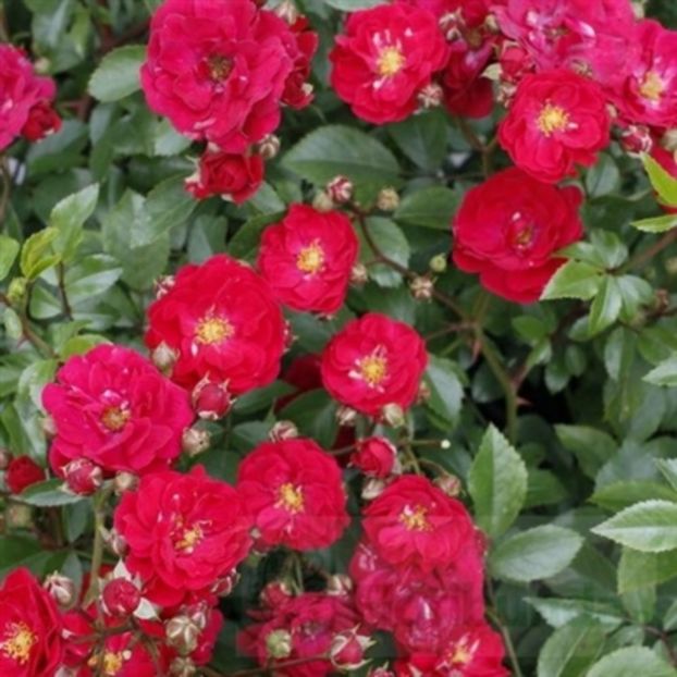 fairy dance - Trandafiri