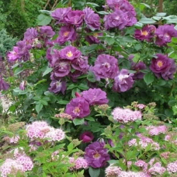 Rhapsody in blue - Trandafiri